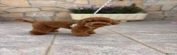 Caniche Toy perros en venta: Caniche toy !!! - Anuncio 2