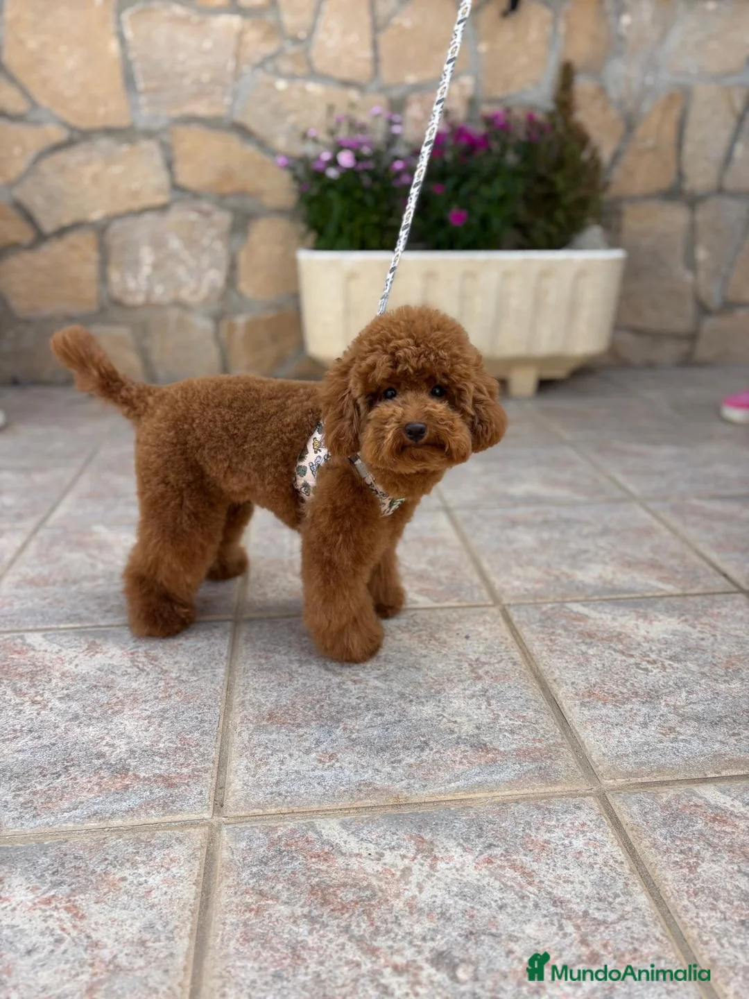Caniche Toy perros en venta: Caniche toy !!! - Anuncio 2