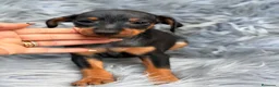 Pinscher Miniatura perros en venta: MINIPINSCHER OPORTUNIDAD - Anuncio 4