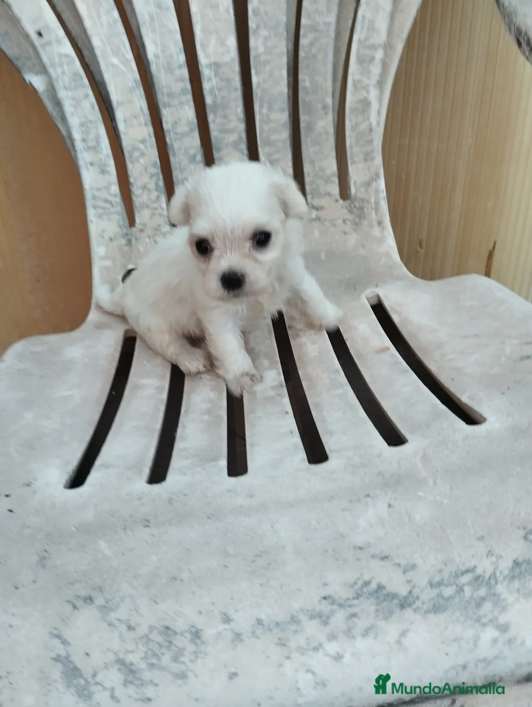 Bichón Maltés perros en venta: Cachorros de bichón maltés  - Anuncio 3