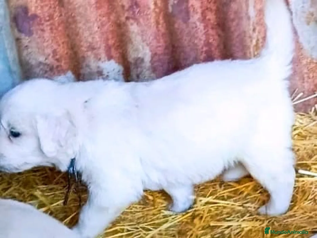 Golden Retriever perros en venta: Golden retriever para entregar ya en Cádiz - Anuncio 3