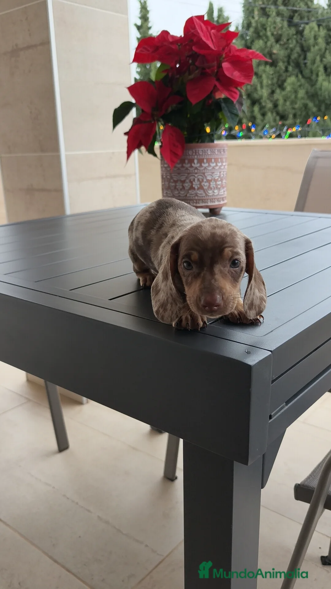 Teckel Miniatura perros en venta: Teckel mini Arlequín  - Anuncio 5