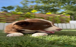 Border Collie perros en venta: BORDER COLLIE HEMBRA - Imagen 16