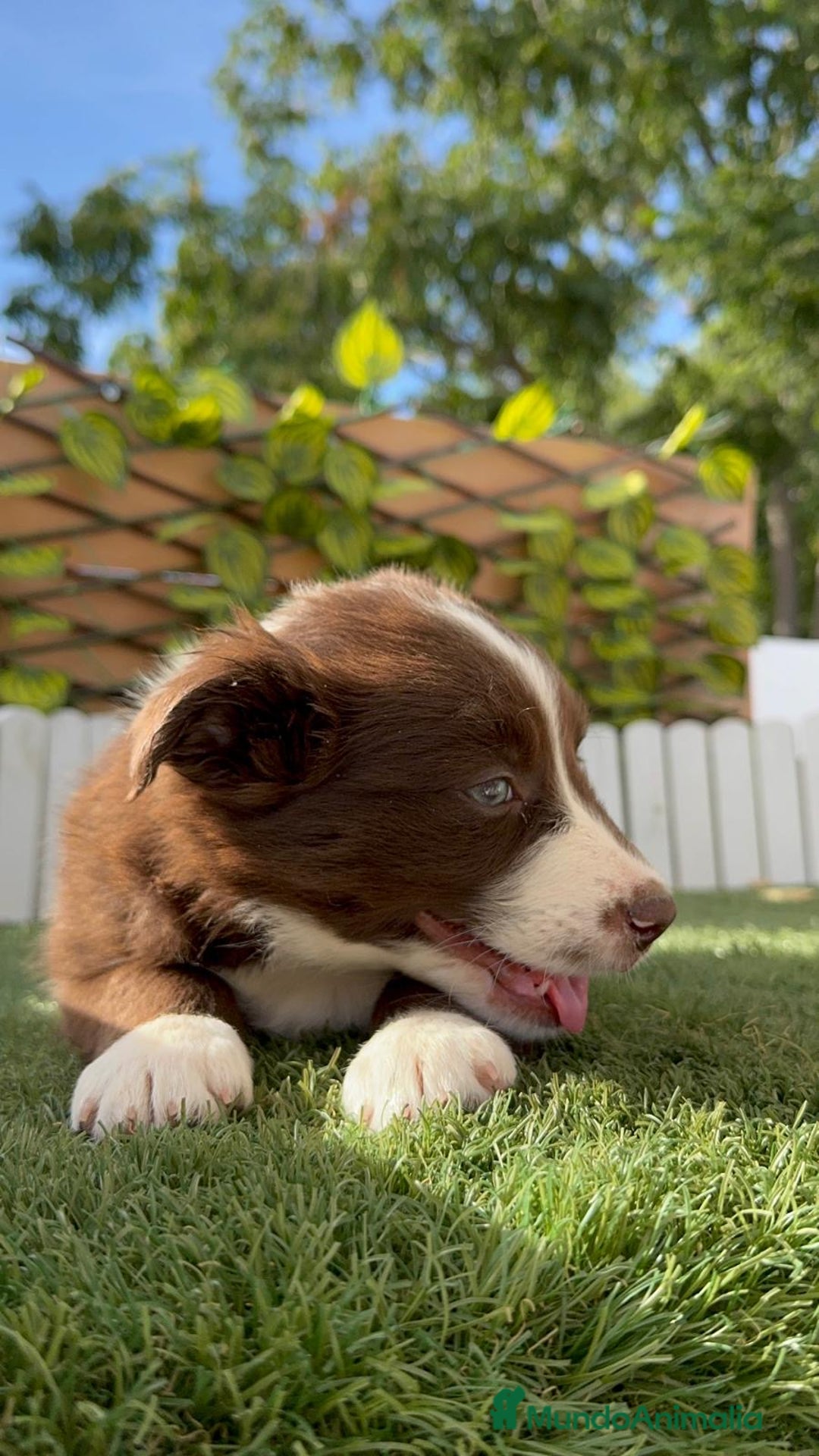 Border Collie perros en venta: BORDER COLLIE HEMBRA - Imagen 16