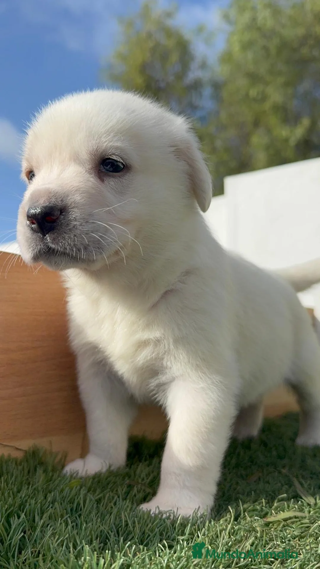 Mastín Español perros en venta: MASTIN ESPAÑOL HEMBRA - Anuncio 16