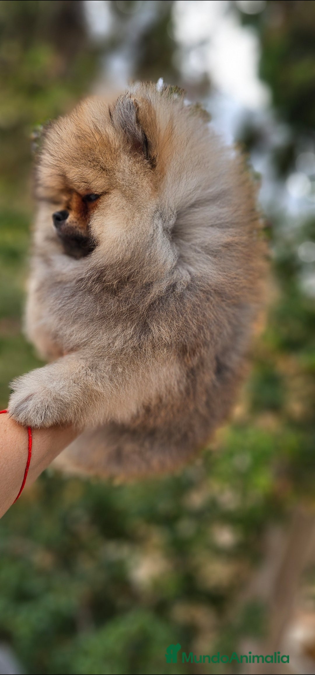Pomerania perros en venta: ESPECTACULAR POMERANIA MACHO - Imagen 4