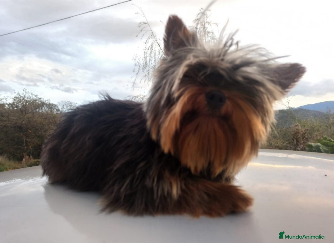 Yorkshire Terrier perros YORKSHIRE TERRIER  - Anuncio 2