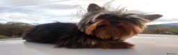 Yorkshire Terrier perros en venta: YORKSHIRE TERRIER  - Anuncio 2