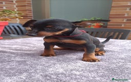 Pinscher Miniatura perros en venta: Pinscher Miniatura  - Imagen 26