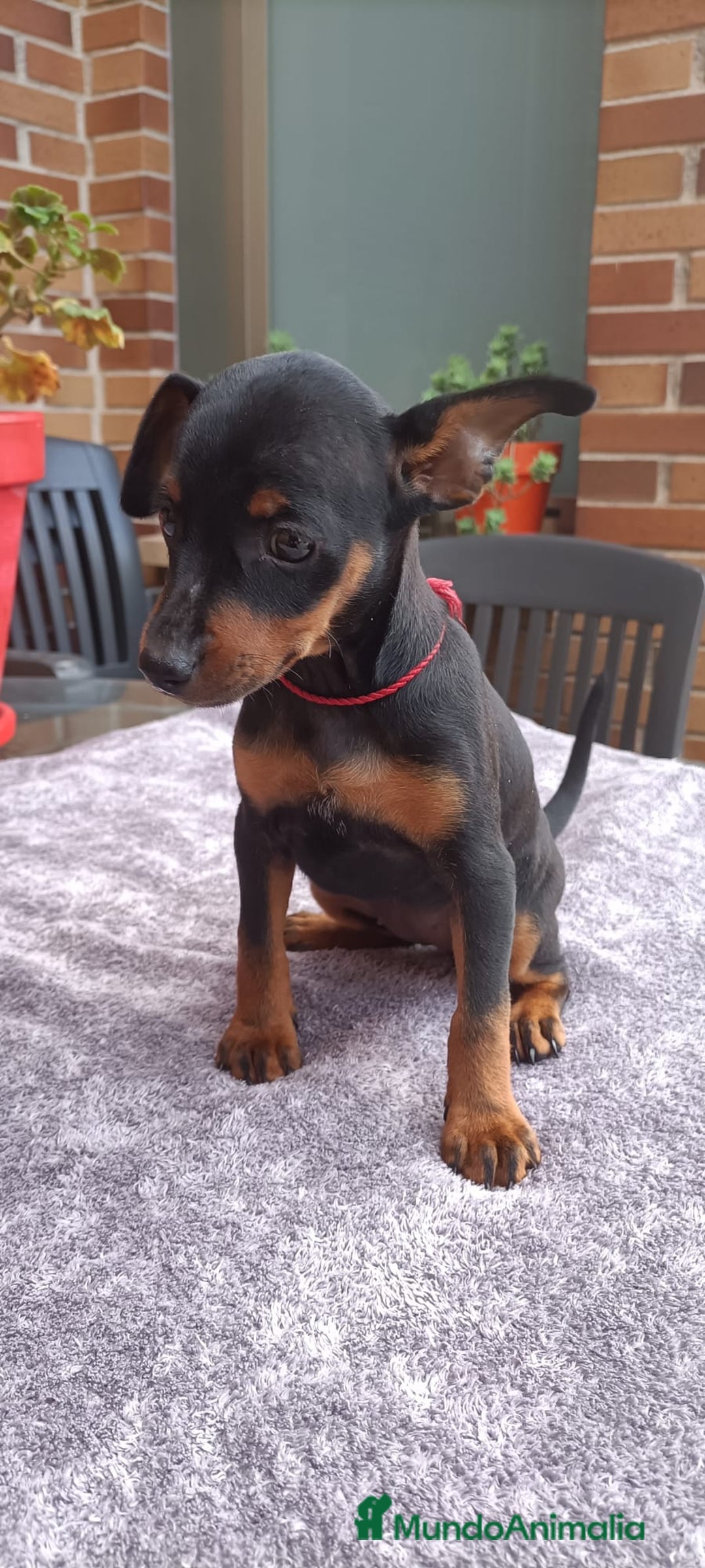 Pinscher Miniatura perros en venta: Pinscher Miniatura  - Imagen 26