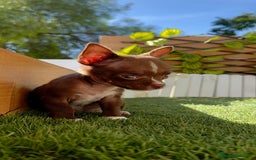 Chihuahua perros en venta: CHIHUAHUA MACHO - Imagen 7