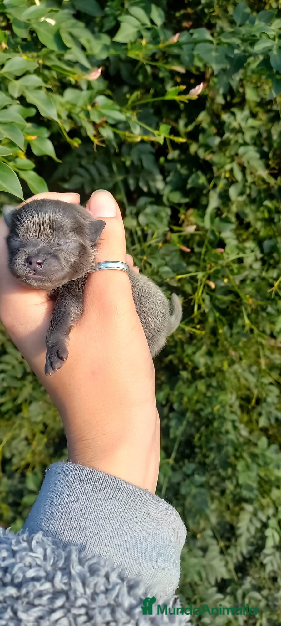 Pomerania perros Pomerania para reservar exóticos  - Anuncio 4