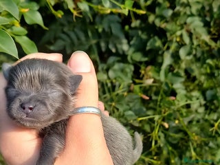 Pomerania perros Pomerania para reservar exóticos - Anuncio 4