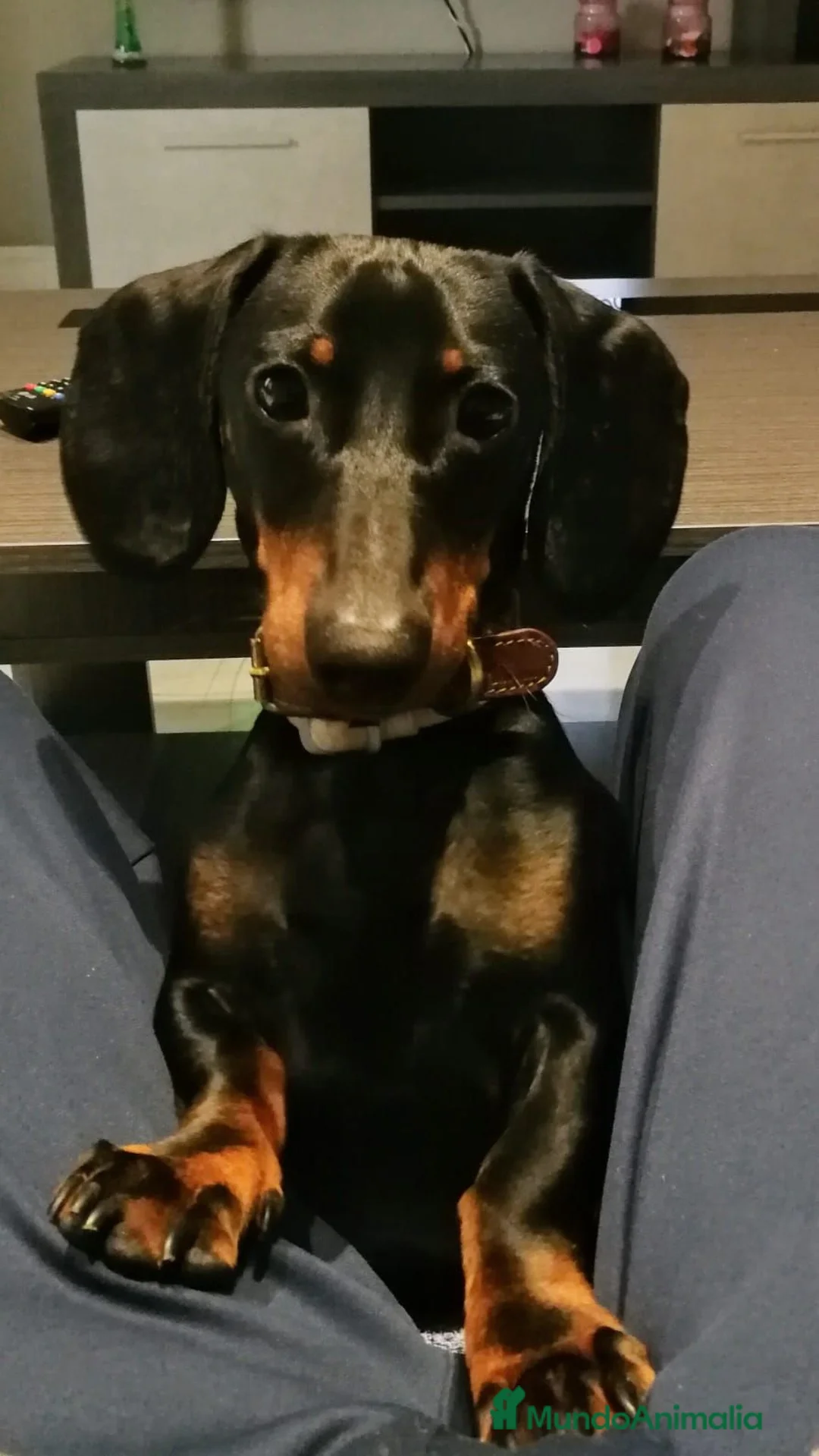 Teckel perros en venta: Preciosos Teckel negro fuego  - Anuncio 8
