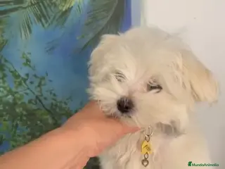 Bichón Maltés perros Bichón maltes - Anuncio 14