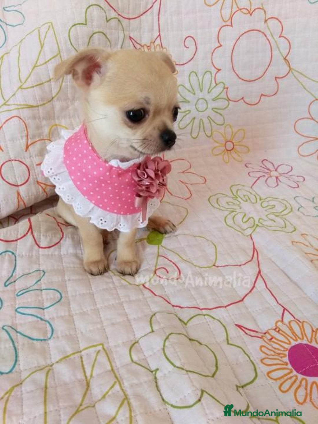 Imagen de galería {{count}}