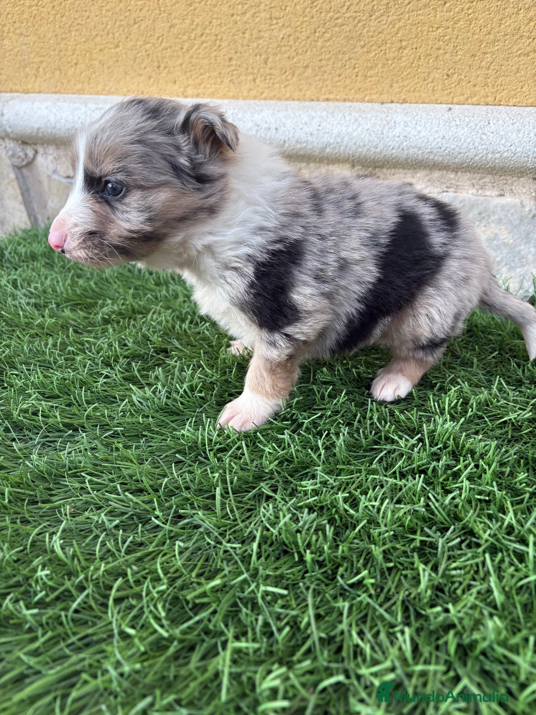 Border Collie perros en venta: Cachorro Border collie Merle macho  - Anuncio 2