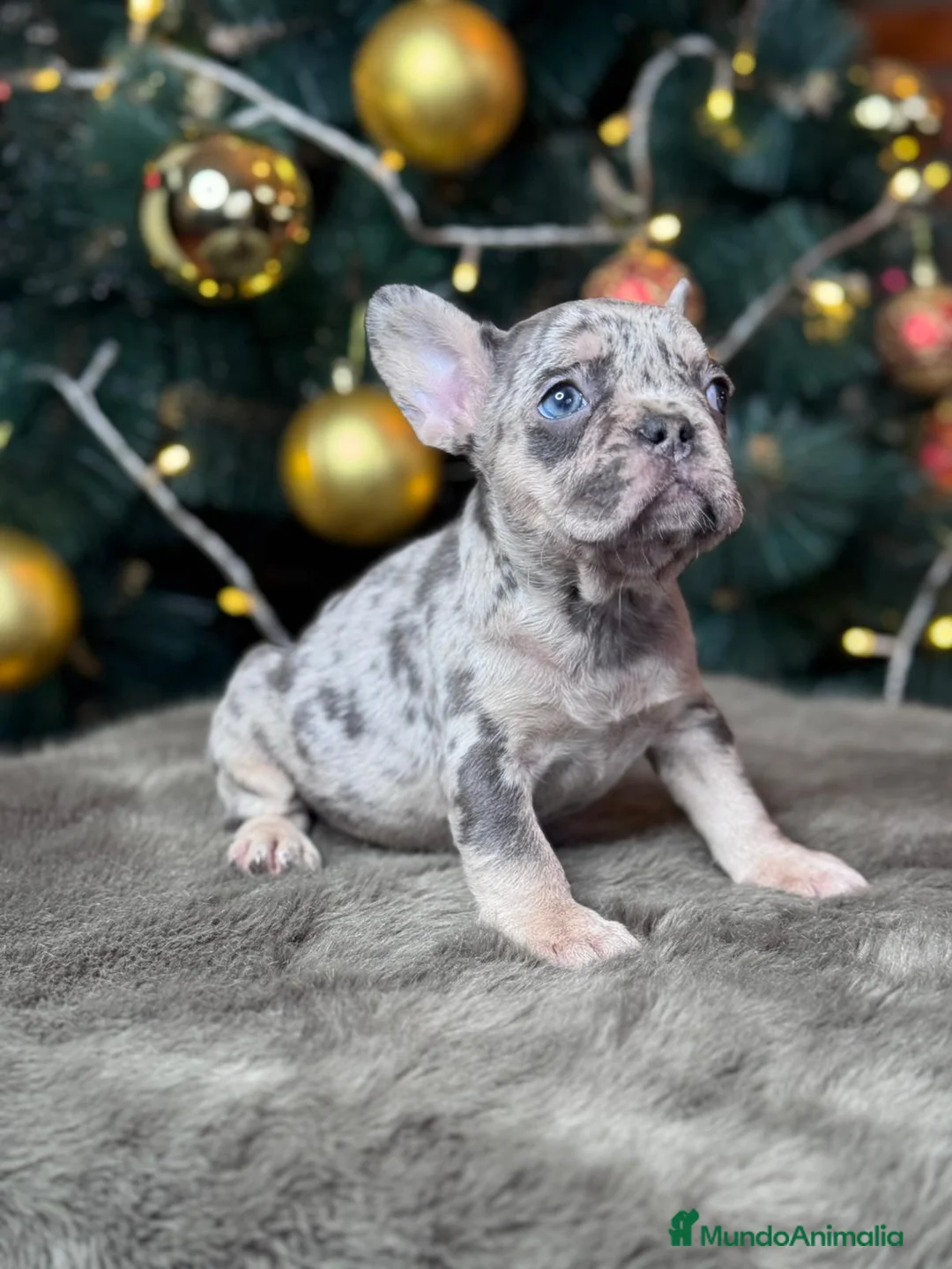 Bulldog Francés perros en venta: Cachorros bulldog francés  - Anuncio 3