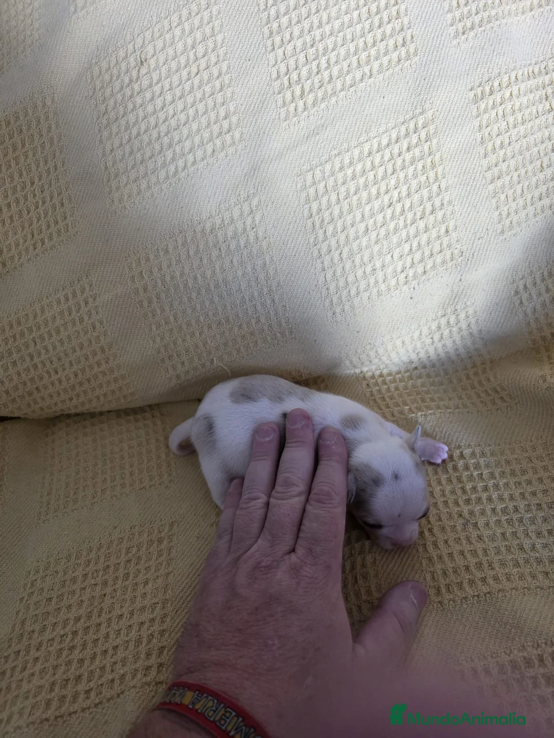 Chihuahua perros en venta: Hembra de chihuahua  - Anuncio 1