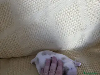 Chihuahua perros Hembra de chihuahua - Anuncio 1