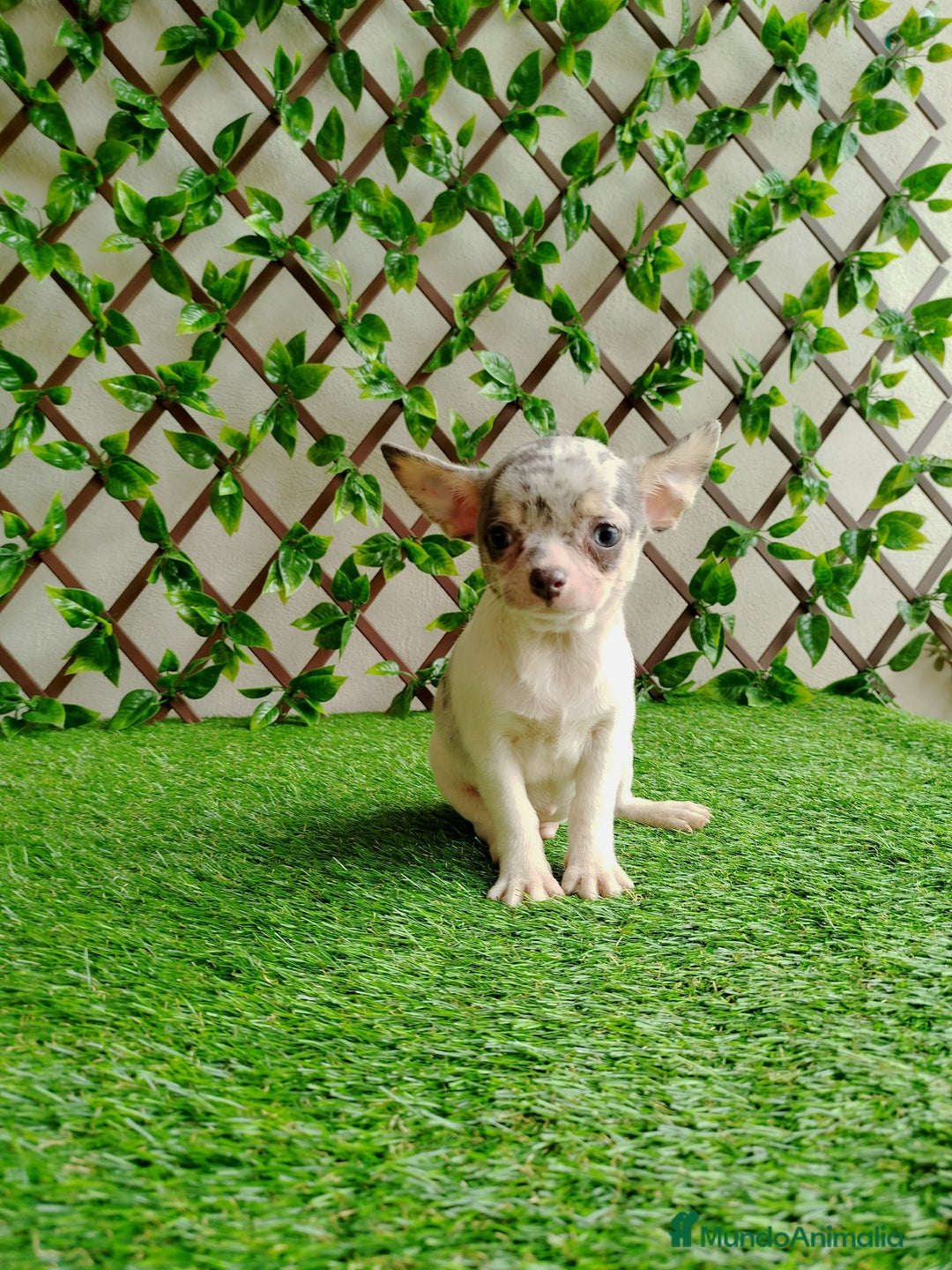 Chihuahua perros en venta: Chihuahua Toy  - Anuncio 6