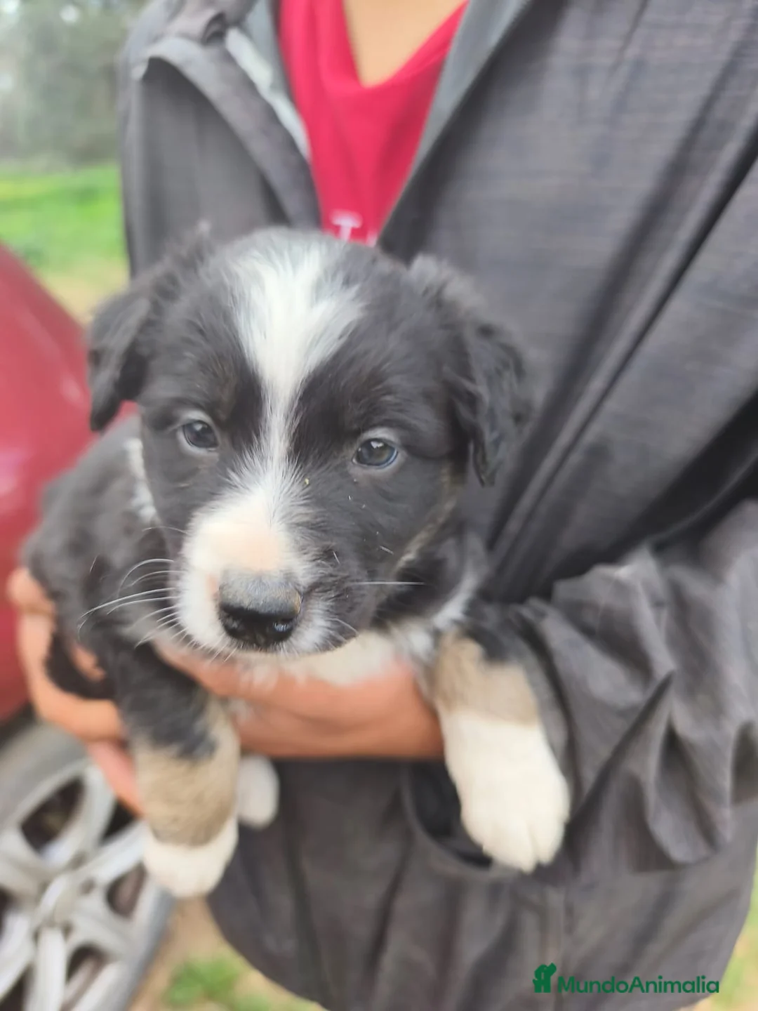 Border Collie perros en venta: Camada de Border Collie - Anuncio 2