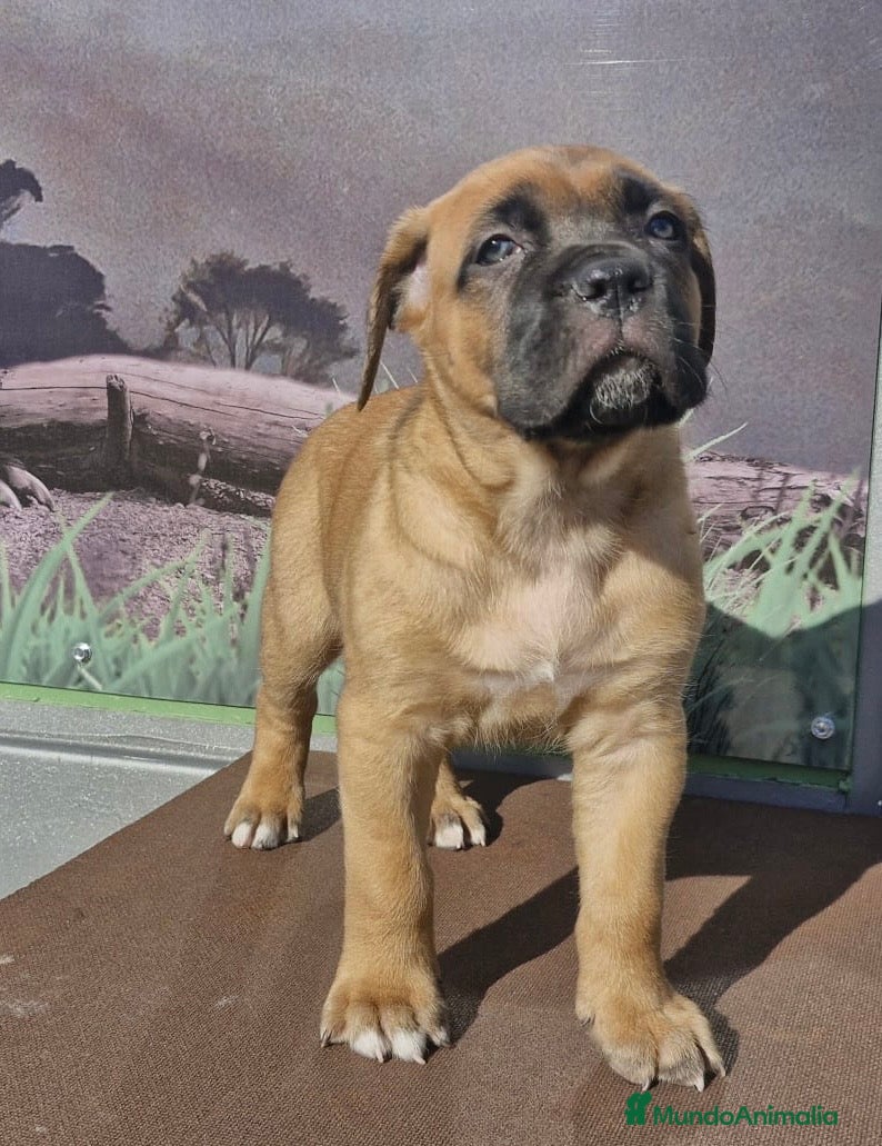 Cane Corso perros Macho Cane corso leonado  - Anuncio 2