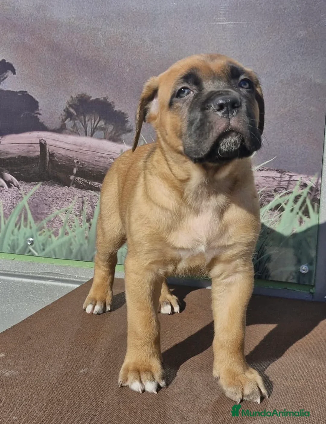 Cane Corso perros en venta: Macho Cane corso leonado  - Anuncio 2