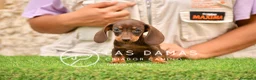 Teckel perros en venta: Teckel estándar disponibles - Anuncio 2