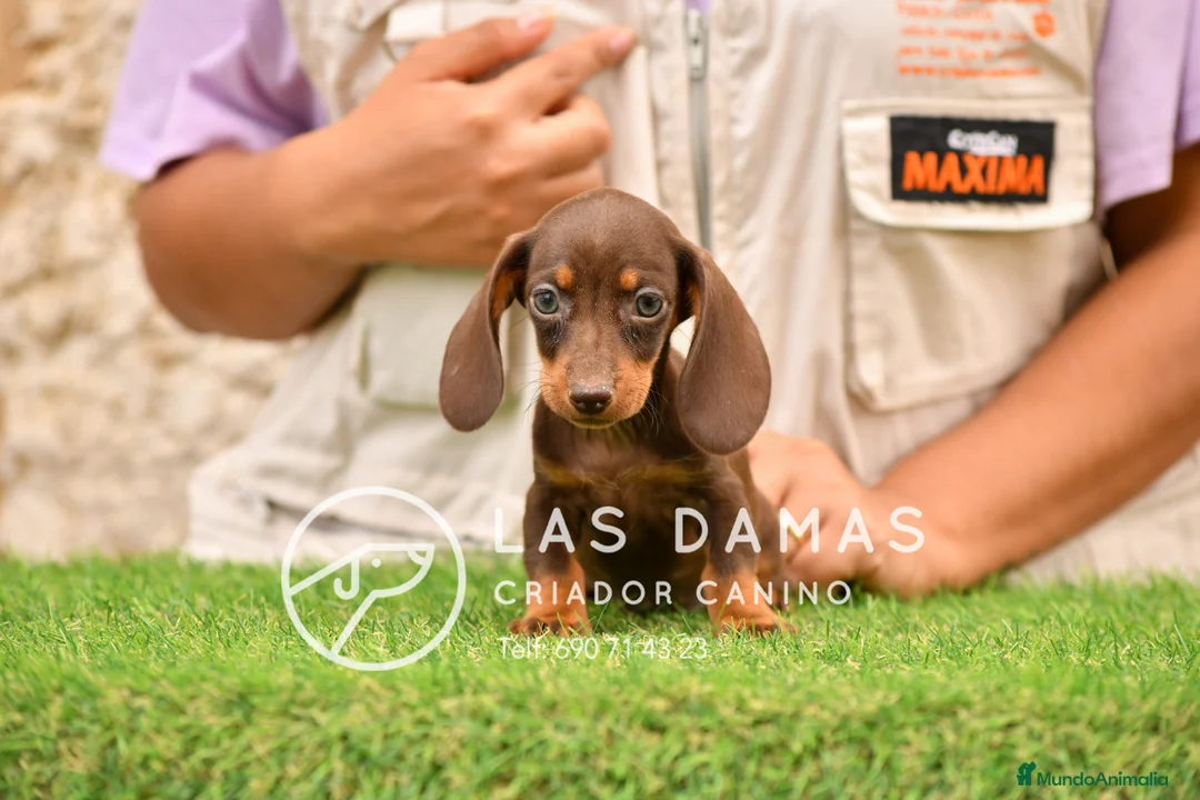Teckel perros en venta: Teckel estándar disponibles - Anuncio 2
