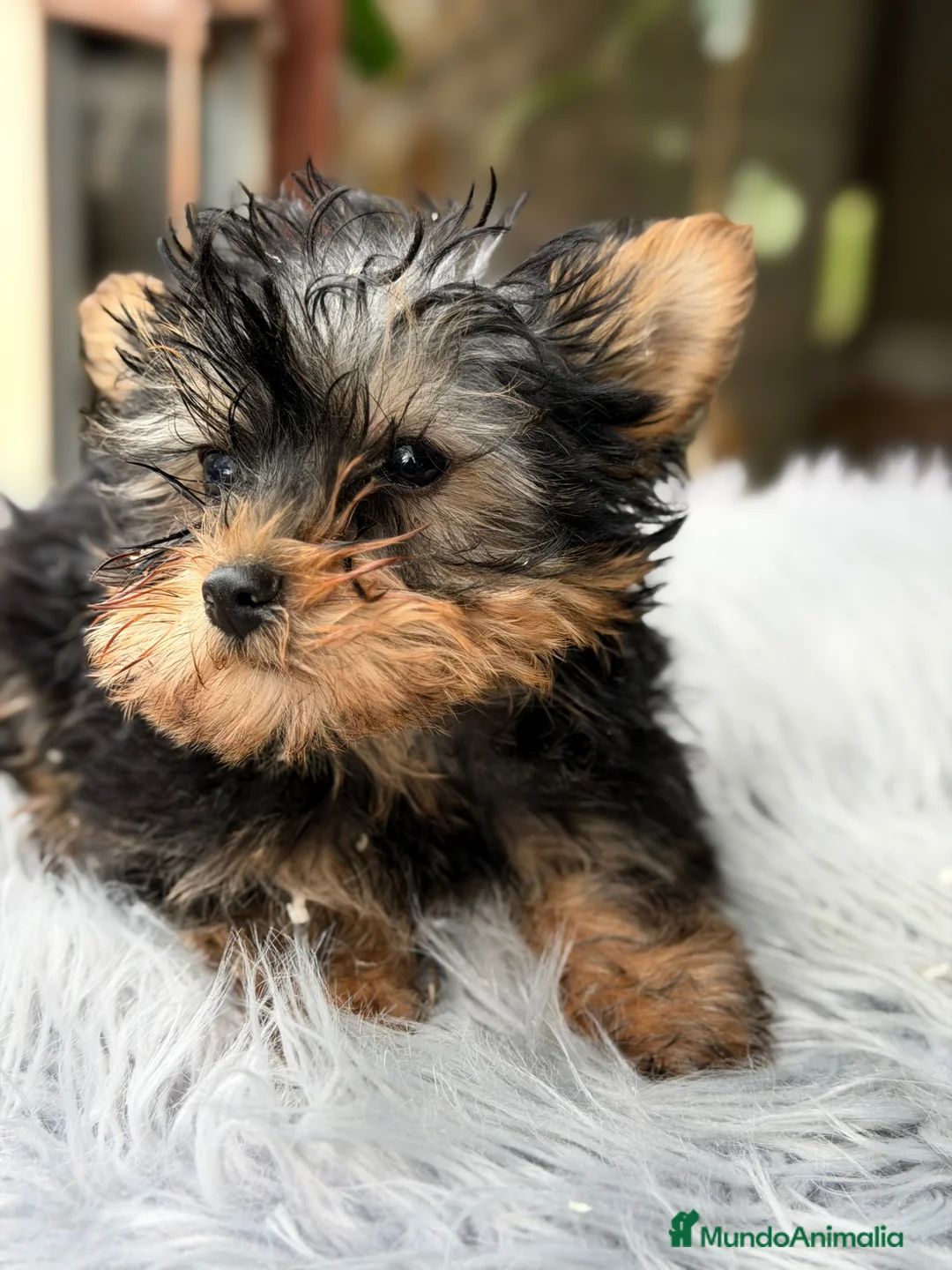 Yorkshire Terrier perros en venta: Yorki mini  - Anuncio 2