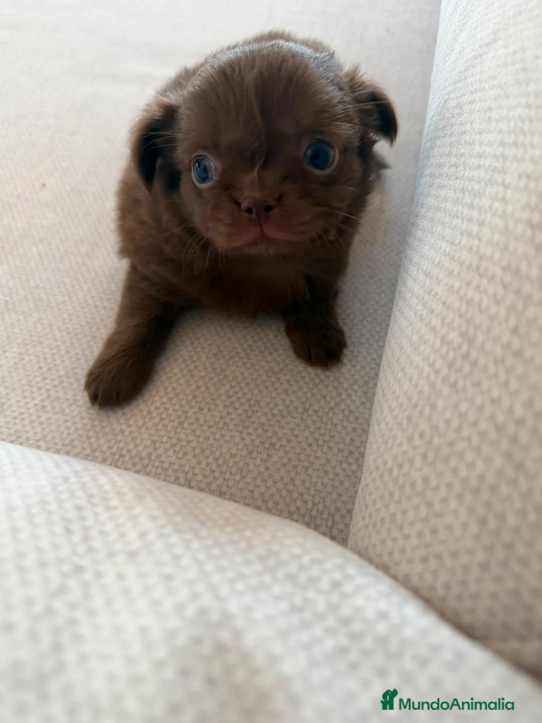 Chihuahua perros en venta: Chihuahua hembra pelo largo chocolate  - Anuncio 1