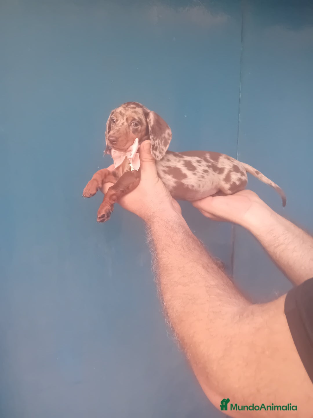 Teckel Miniatura perros en venta: Teckel canichen 💎 arlequín lilac y chocolate 🌈🍫 - Imagen 1