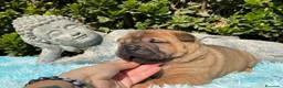 Shar Pei perros en venta: SHAR PEI BEBES PRECIOSOS en Málaga - Anuncio 8