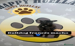 Bulldog Francés perros en venta: Cachorros Bulldog Francés – Machos - Imagen 4