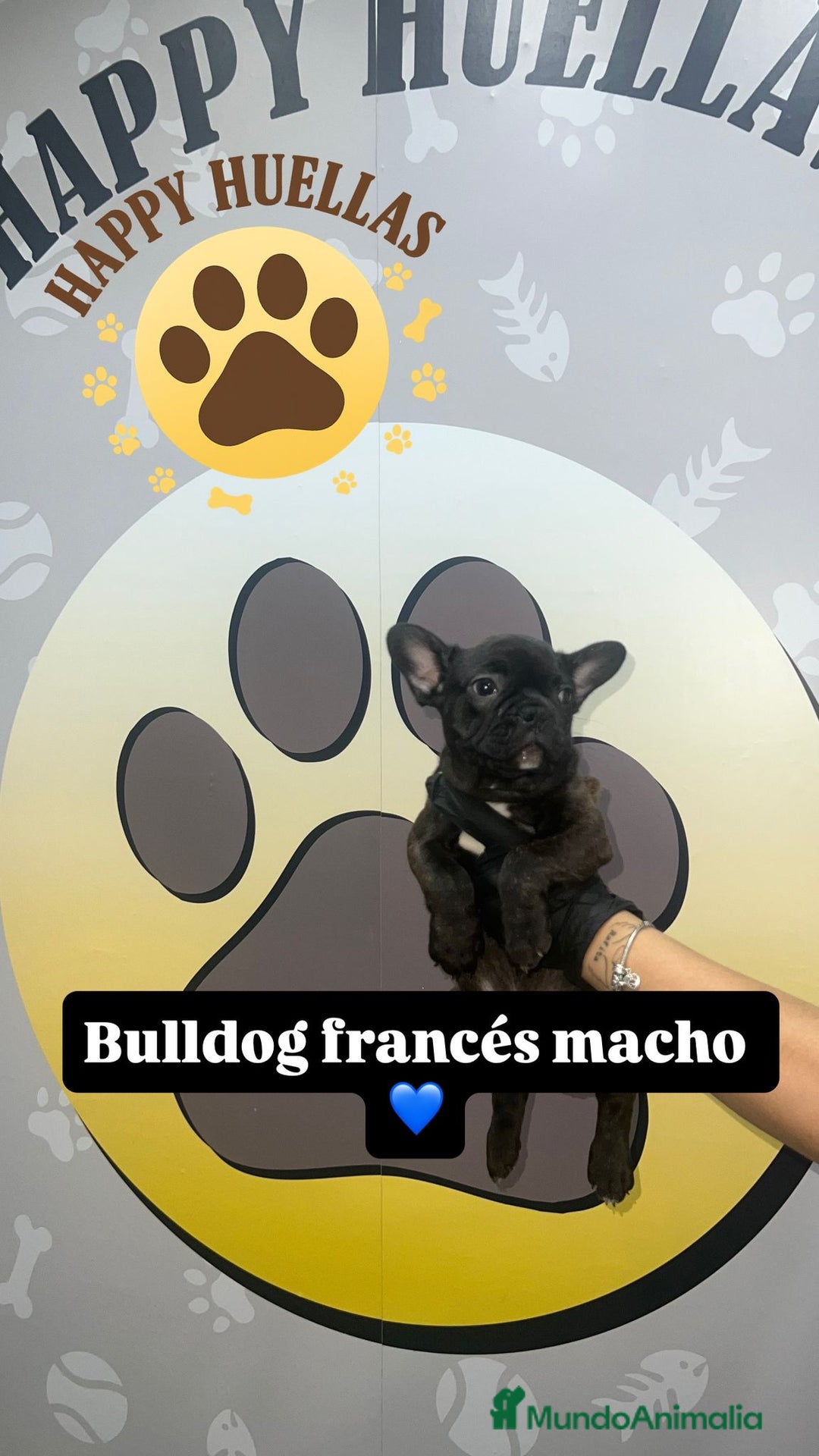 Bulldog Francés perros en venta: Cachorros Bulldog Francés – Machos - Imagen 4