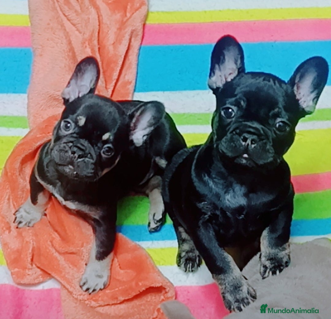 Bulldog Francés perros en venta: Bulldog francés  - Anuncio 2
