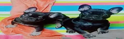 Bulldog Francés perros en venta: Bulldog francés  - Anuncio 2