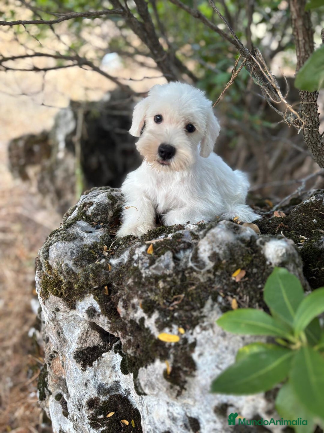 Schnauzer Miniatura perros en venta: Schnauzer BLANCO  - Imagen 1