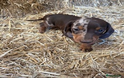 Teckel Miniatura perros en venta: TECKEL CHOCOLATE MINI - Imagen 6