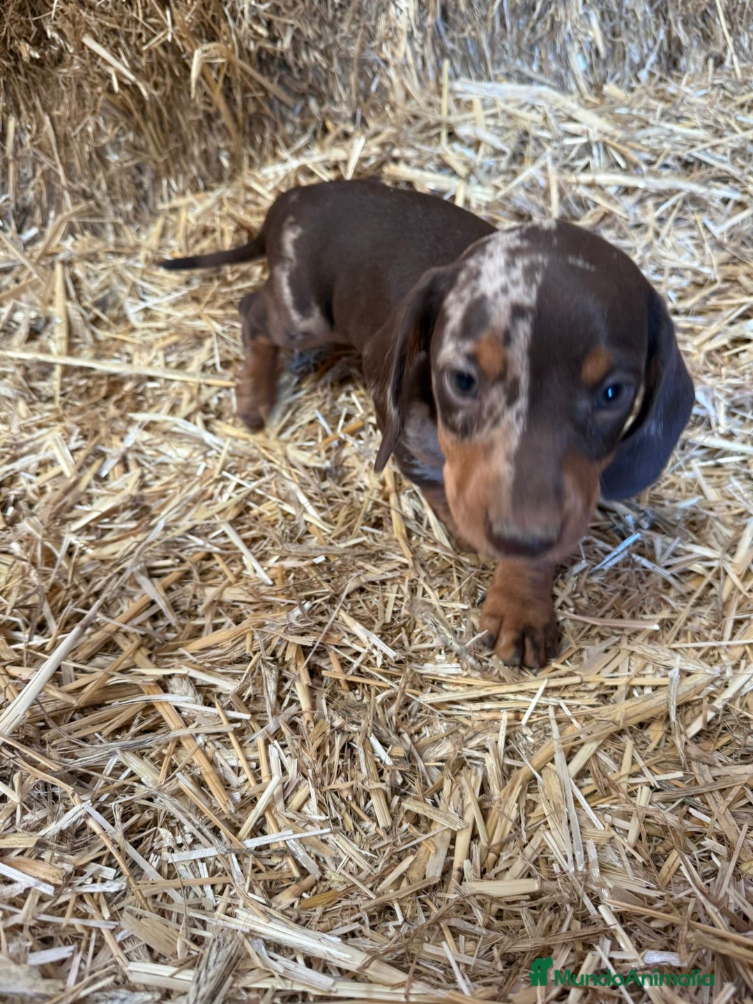 Teckel Miniatura perros en venta: TECKEL CHOCOLATE MINI - Imagen 6