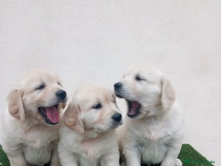 Golden Retriever perros - Anuncio 2