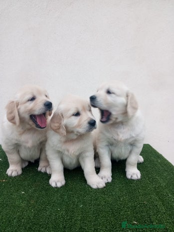 Golden Retriever perros - Anuncio 1