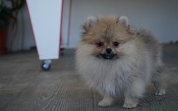 Pomerania perros en venta: 🐾 Sparky – Pomerania marrón mini toy 🌰 - Imagen 6