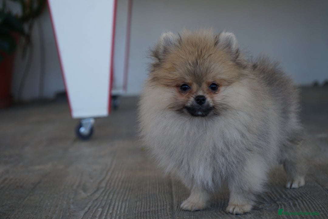 Pomerania perros en venta: 🐾 Sparky – Pomerania marrón mini toy 🌰 - Imagen 6