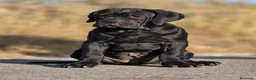 Cane Corso perros en venta: Cachorra de cane corso - Anuncio 1