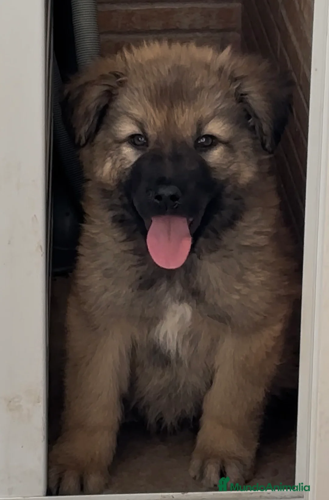 Pastor del Cáucaso perros en venta: Precioso machito pastor del caucaso🐾🐶 en Murcia - Anuncio 4