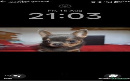 Chihuahua perros en venta: Chihuahua - Imagen 9