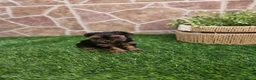 Yorkshire Terrier perros en venta: Yorkshire terrier - Anuncio 26