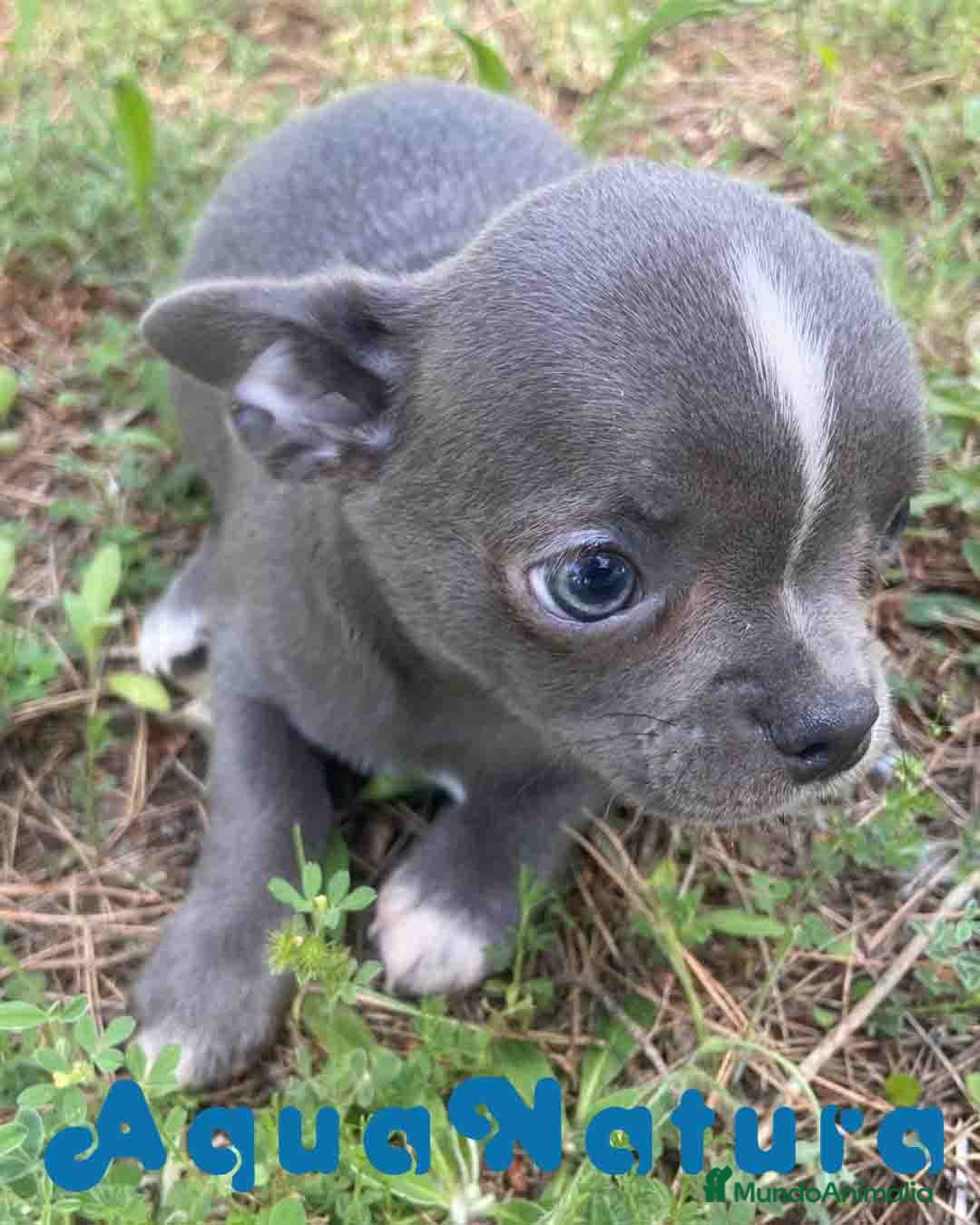 Chihuahua perros Chihuahua Macho de Pam y Choco 1988 AQUANATURA - Anuncio 1